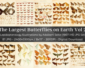 Könnte beinhalten: Eine Sammlung von 81 hochauflösenden digitalen Bildern von Schmetterlingen und Motten aus dem Buch "Lepidopterology Illustrations" von Adalbert Seitz, veröffentlicht im Jahr 1907. Die Bilder sind 2400 x 3300 Pixel groß und eignen sich für den Druck im Format 8 x 11 Zoll bei 300 DPI.
