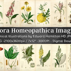 Flora Homeopathica 66 illustrazioni botaniche/Immagini di piante botaniche, Pacchetto di arte murale botanica/Dipinti di fiori vintage HQ/Download digitale
