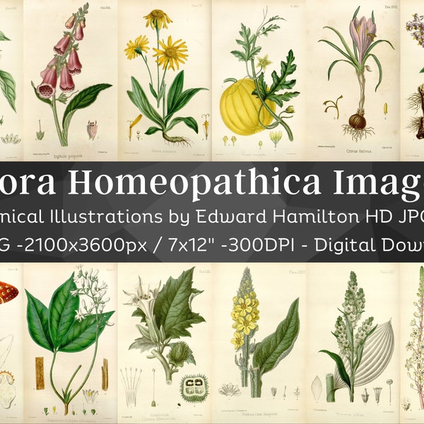 Flora Homeopathica 66 Botanical Illustrations| Botany Plant Images, Botanical Wall Art Bundle| HQ Vintage Flower Paintings| Digital Download