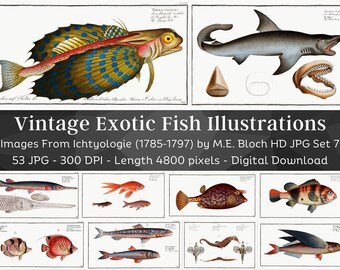 Restored Exotic Fishes from Ichtylogie | 53 HQ Printable Fish Illustrations N7 | Father's Day| Fishing Wall Art Bundle| Fisherman Home Décor