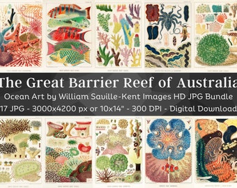 Könnte beinhalten: Eine Sammlung von 17 Vintage-Illustrationen von Meereslebewesen aus dem Great Barrier Reef in Australien. Die Illustrationen zeigen farbenfrohe Fische, Korallen, Seeanemonen und andere Meerestiere. Die Bilder sind hochauflösend und perfekt zum Drucken oder für die digitale Verwendung.