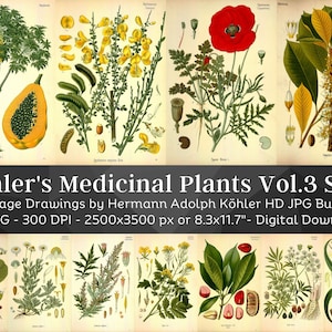 Kohler's Medicinal Plants Volume 3 Set 1 | 40 HQ Vintage Medical Plant Illustrations | Vintage Flowers Botanical Plates | Nature Home Décor