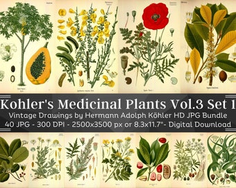 Kohler's Medicinal Plants Volume 3 Set 1 | 40 HQ Vintage Medical Plant Illustrations | Vintage Flowers Botanical Plates | Nature Home Décor