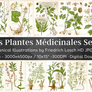 Heilpflanzen Botanische Illustrationen V2| 43 Botanik Homöopathie Pflanzenbilder| HQ Vintage Blumen Gemälde Wall Art Bundle | Digitaler Download