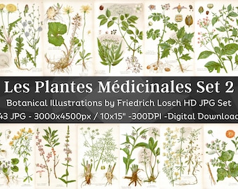 Medicinal Plants Botanical Illustrations V2| 43 Botany Homeopathy Plant Images| HQ Vintage Flower Painting Wall Art Bundle| Digital Download