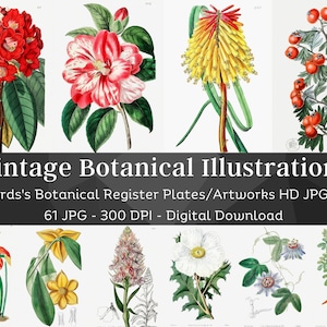 61 assiettes d'illustrations botaniques de fleurs | Ensemble de registres botaniques d'Edwards 1 | Peintures de fleurs vintage HQ | Art mural imprimable de la nature à la maison