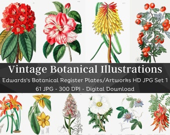 61 botaniska blomillustrationstallrikar | Edwards botaniska register set 1 | Vintage blommålningar i hög kvalitet | Utskrivbar naturväggkonst för hemmet