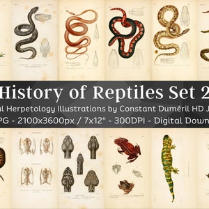 General Herpetology or History of Amphibians & Reptiles 59 HD Images V2 | Snake Turtle Lizard Folio Illustration Collection| Wall Art Bundle