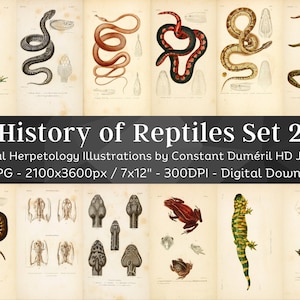 Erpetologia generale o storia di anfibi e rettili 59 immagini HD V2 / Serpente Tartaruga Lucertola Collezione di illustrazioni Folio / Pacchetto Wall Art