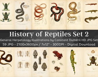 General Herpetology or History of Amphibians & Reptiles 59 HD Images V2 | Snake Turtle Lizard Folio Illustration Collection| Wall Art Bundle