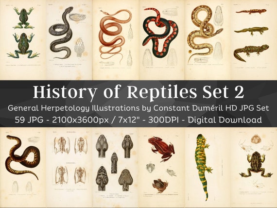 General Herpetology or History of Amphibians & Reptiles 59 HD Images V2 | Snake Turtle Lizard Folio Illustration Collection| Wall Art Bundle