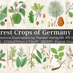 Waldkulturen Deutschlands 60 botanische Illustrationen V1 | Grüne Zweige Blätter Samen Botanik Pflanze Wand Kunst Bundle | Digitaler Download