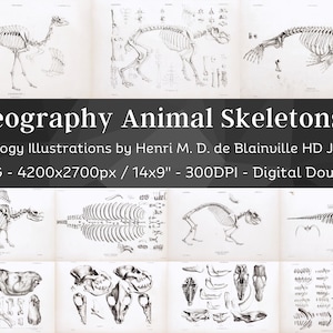Osteography Vintage Bone Anatomy 64 HD Illustrations V2| Dark Academia Animal Fossil Skeleton Bones Skull Drawing| Osteology Wall Art Bundle