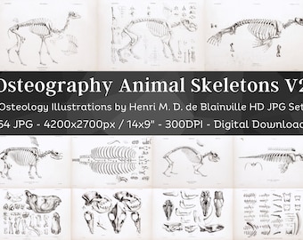 Osteografia Anatomia ossea vintage 64 illustrazioni HD V2/Accademia oscura Animale Fossile Scheletro Ossa Disegno del cranio/Osteologia Wall Art Bundle