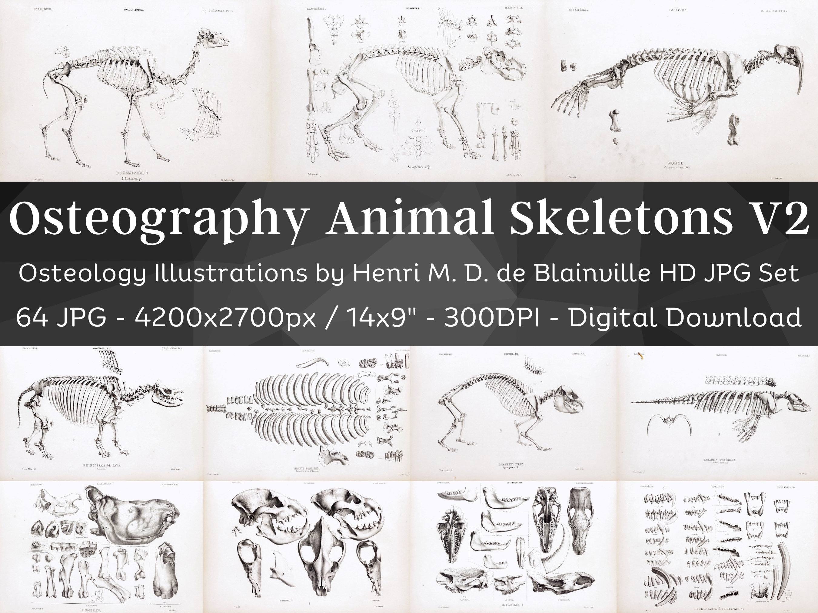 Osteografie Vintage botanatomie 64 HD-illustraties V2| Donkere Academia  dierfossiel skelet botten schedel tekening | Osteologie Wall Art Bundel -  Etsy België, image size:2700x2025