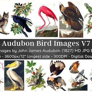 Birds of America J.J Audubon HD Images V7 | Card Making, Clip Art, Digital Paper Craft| Gull Crow Vulture Heron| Ornithology Wall Art Bundle