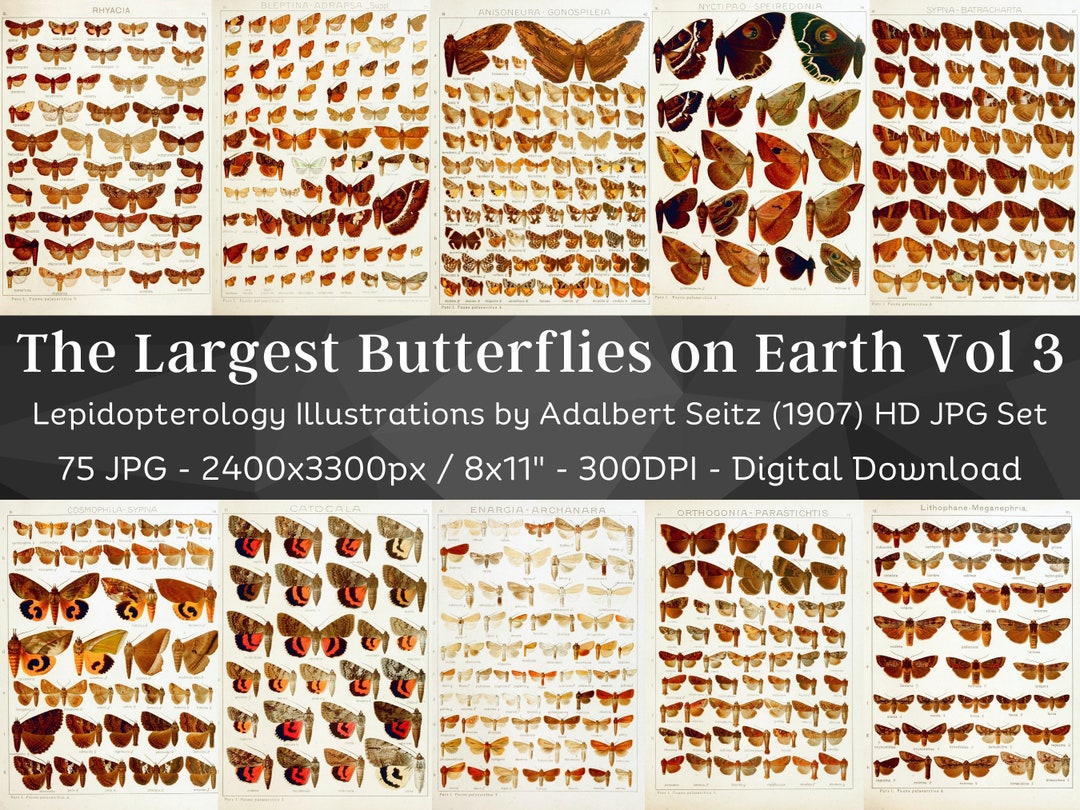 Insect Codex The Largest Butterflies on Earth 75 HD Images V3 | Huge Vintage ...