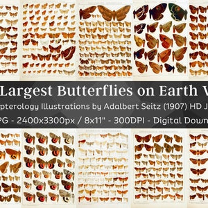 May include: A collection of 75 vintage illustrations of butterflies, featuring detailed drawings of various species. The illustrations are in a grid format, with each butterfly displayed against a white background. The title "The Largest Butterflies on Earth Vol 3" is displayed at the top of the image, along with the text "Lepidopterology Illustrations by Adalbert Seitz (1907) HD JPG Set 75 JPG - 2400x3300px/8x11" - 300DPI - Digital Download".