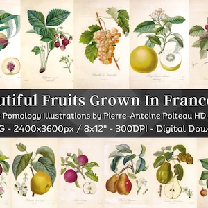 Beautiful Fruits Grown in France 84 Botanical Illustrations V3| Botany Pomology Wall Art Bundle| HQ Vintage Fruit Painting| Digital Download