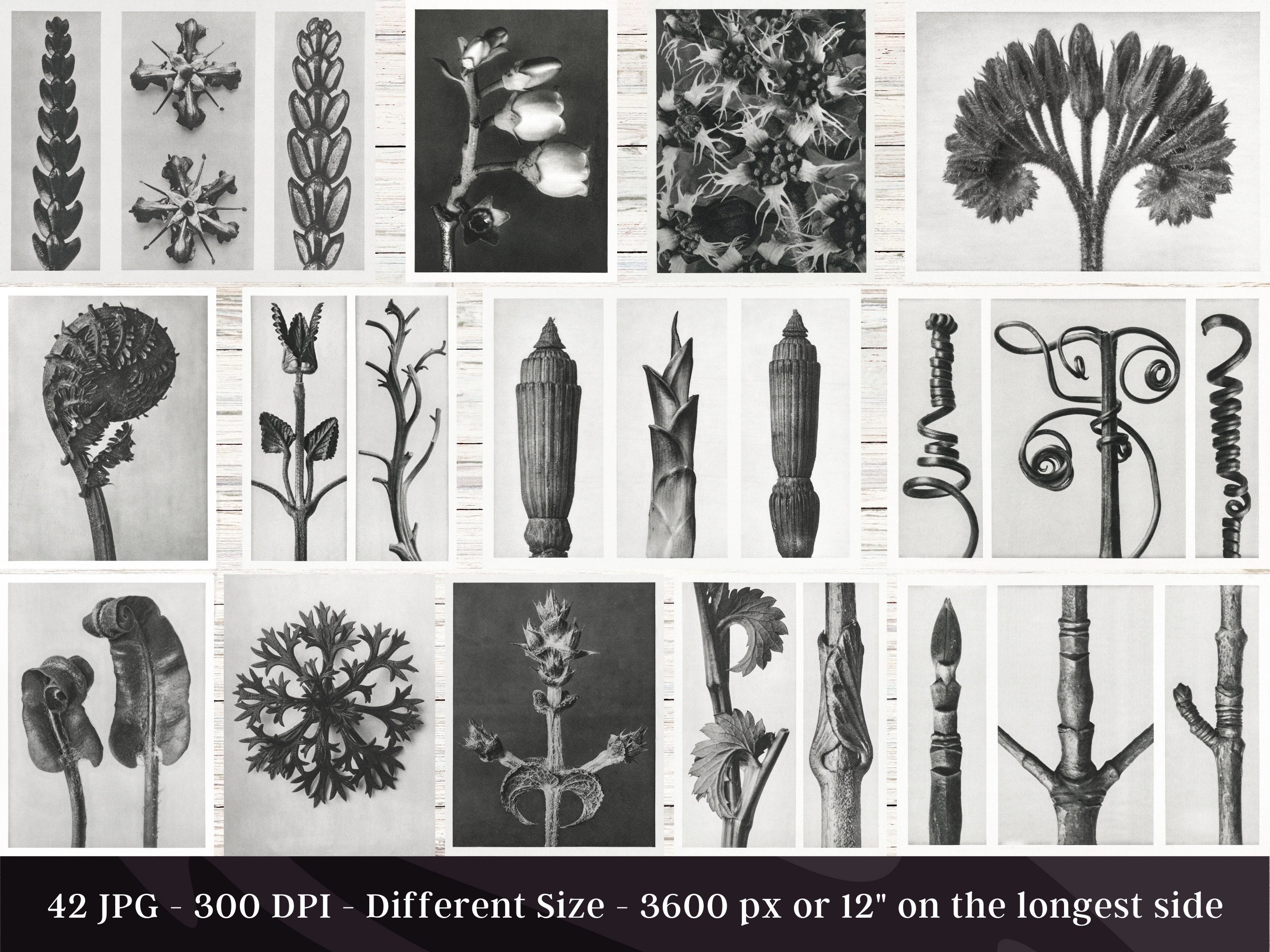 【在庫一掃】 Blossfeldt Karl by Art of Forms Original 42 1 Set Image HD トップス