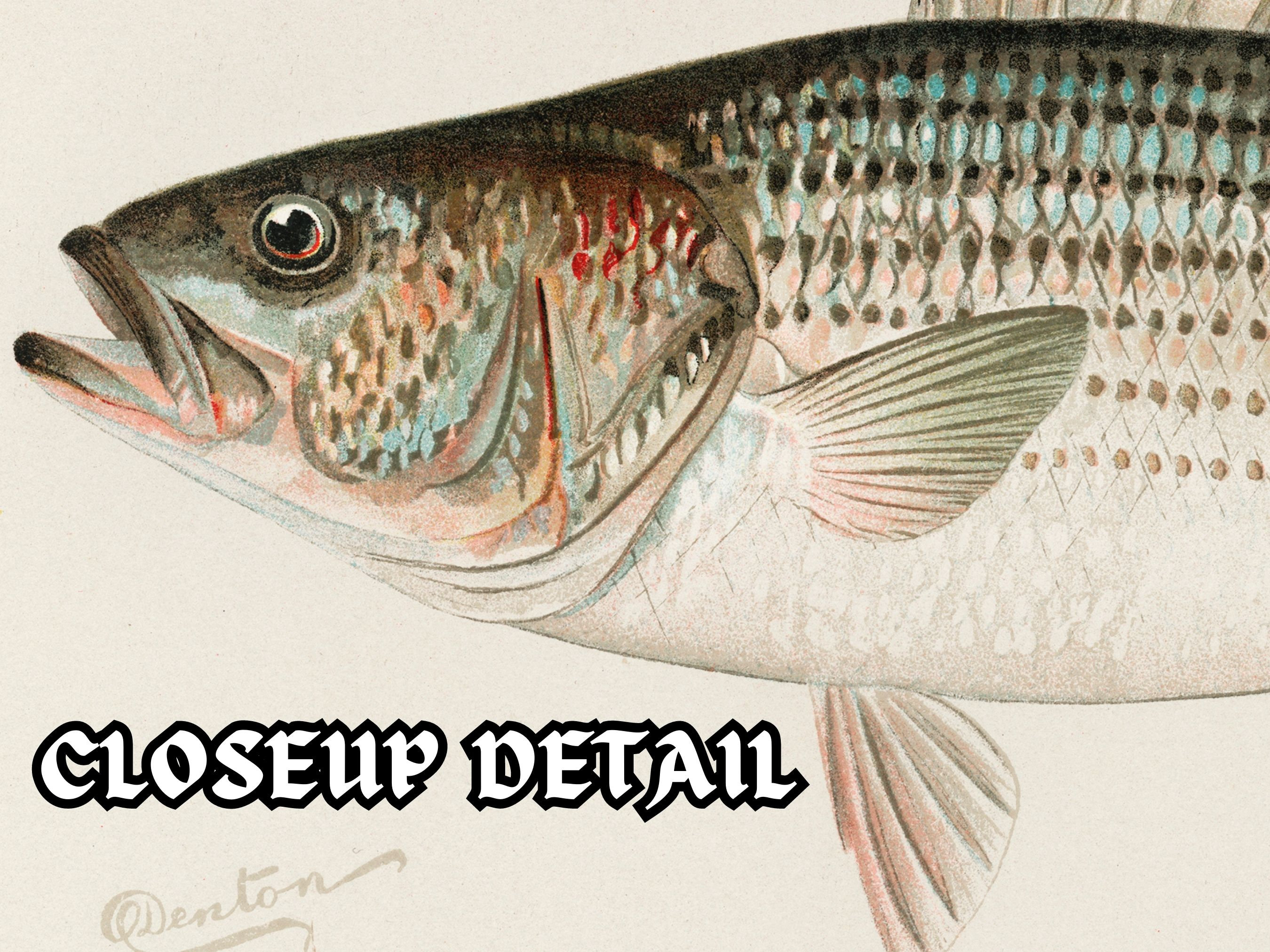 5 HQ Printable Fishes of North America Fish Illustrations Etsy