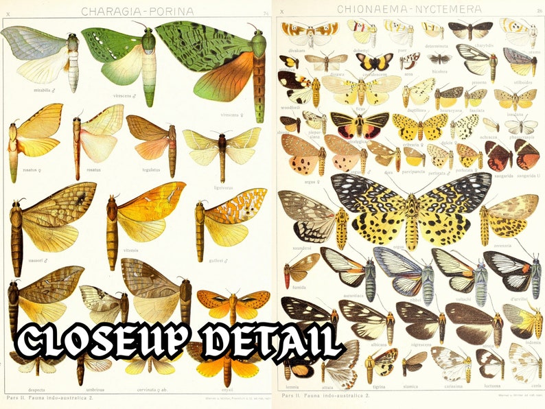 Insect Codex The Largest Butterflies on Earth 104 HD Images V8| Huge Vintage ...