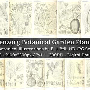 Buitenzorg Botanischer Garten Pflanzen 96 Illustrationen V1 | Botanik Heilpflanze Wand Kunst Bundle | HQ Kräuter Blumen Zeichnung| Digitaler Download