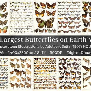 The Largest Butterflies on Earth 99 HD Images V6| Huge Vintage Butterfly Collection| Dark Academia Insect Codex| Entomology Wall Art Bundle