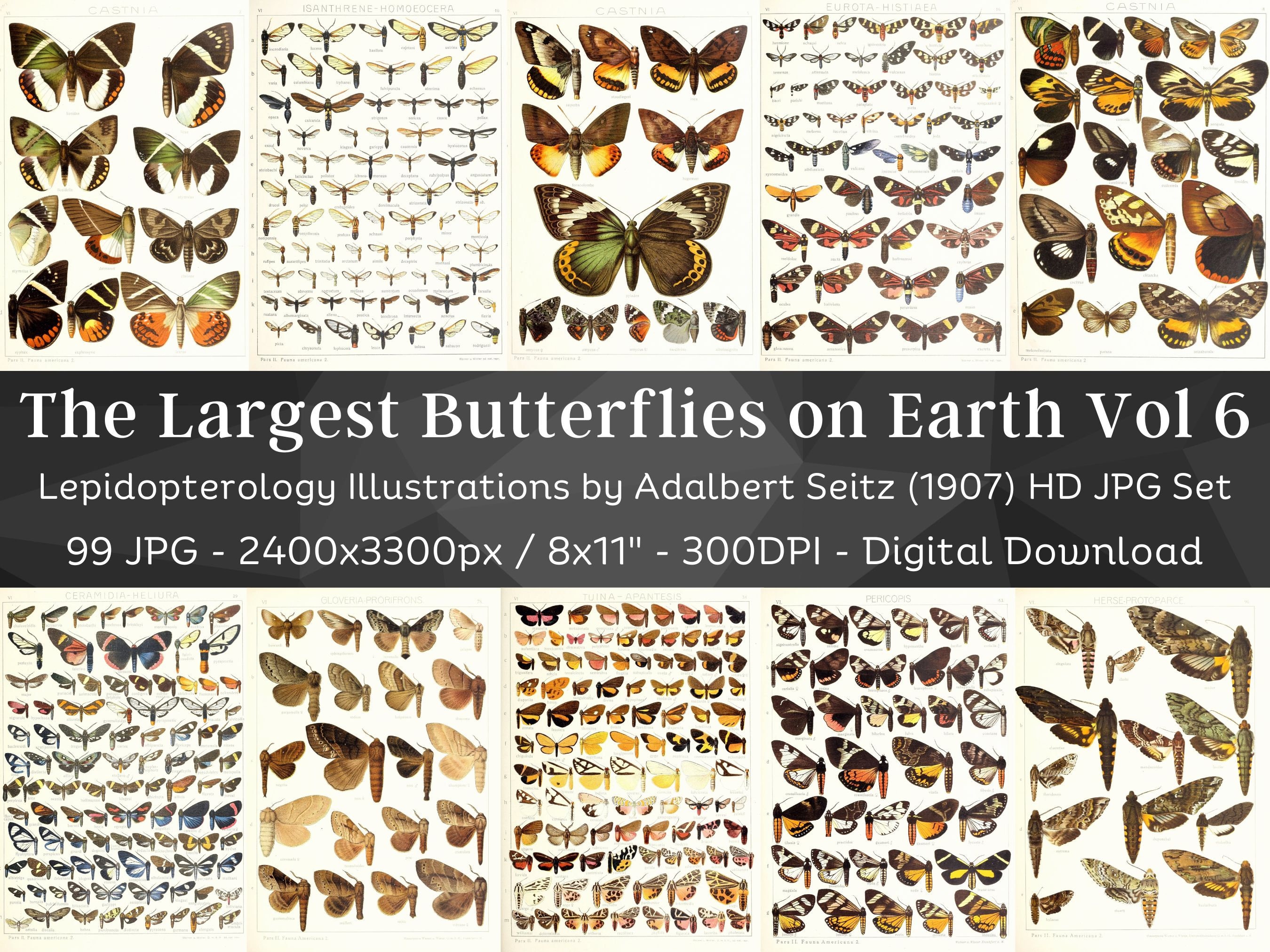 Insect Codex The Largest Butterflies on Earth 99 HD Images V6| Huge Vintage ...