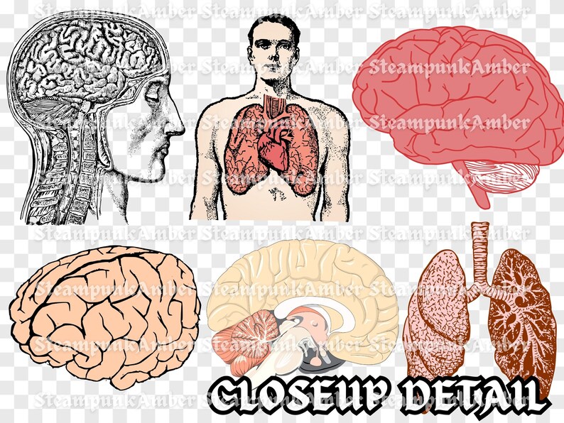 Human Anatomy Clipart Set 37 PNG | Human Body Organ Clip Art | Brain ...