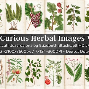 Curious Herbal 83 Botanical Illustrations Set 2| Botany Images Medicinal Plant Wall Art Bundle| HQ Vintage Flower Painting| Digital Download