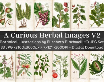 Curious Herbal 83 Botanical Illustrations Set 2| Botany Images Medicinal Plant Wall Art Bundle| HQ Vintage Flower Painting| Digital Download