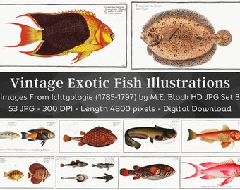 Restored Exotic Fishes from Ichtylogie | 53 HQ Printable Fish Illustrations N3 | Fishing Wall Art Bundle| Father's Day| Fisherman Home Décor