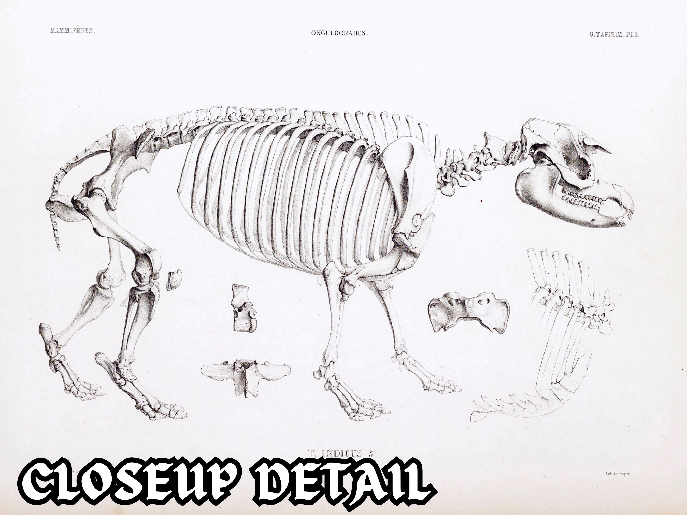 Osteografie Vintage botanatomie 64 HD-illustraties V2| Donkere Academia  dierfossiel skelet botten schedel tekening | Osteologie Wall Art Bundel -  Etsy België, image size:2700x2025