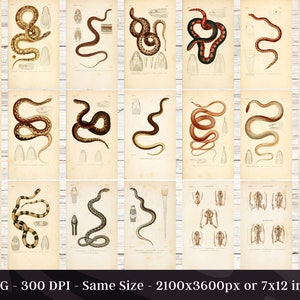 May include: A collection of 18 vintage illustrations of snakes, each with a detailed depiction of the snake's body and scales. The illustrations are in black and white and have a vintage aesthetic.
