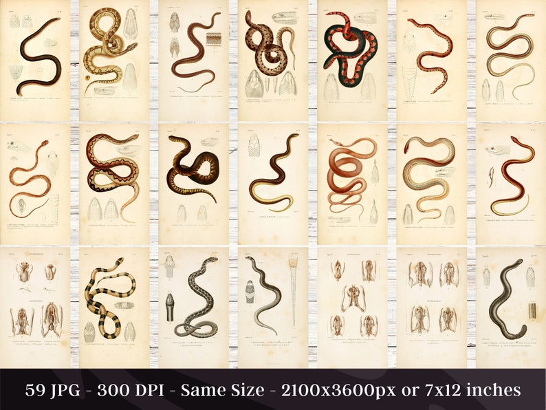 May include: A collection of 18 vintage illustrations of snakes, each with a detailed depiction of the snake's body and scales. The illustrations are in black and white and have a vintage aesthetic.