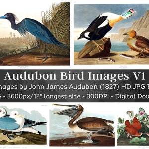 Birds of America J.J. Audubon HD Images V1| Card Making, Clip Art, Digital Paper Craft| Crane, Duck, Hen, Goose| Ornithology Wall Art Bundle