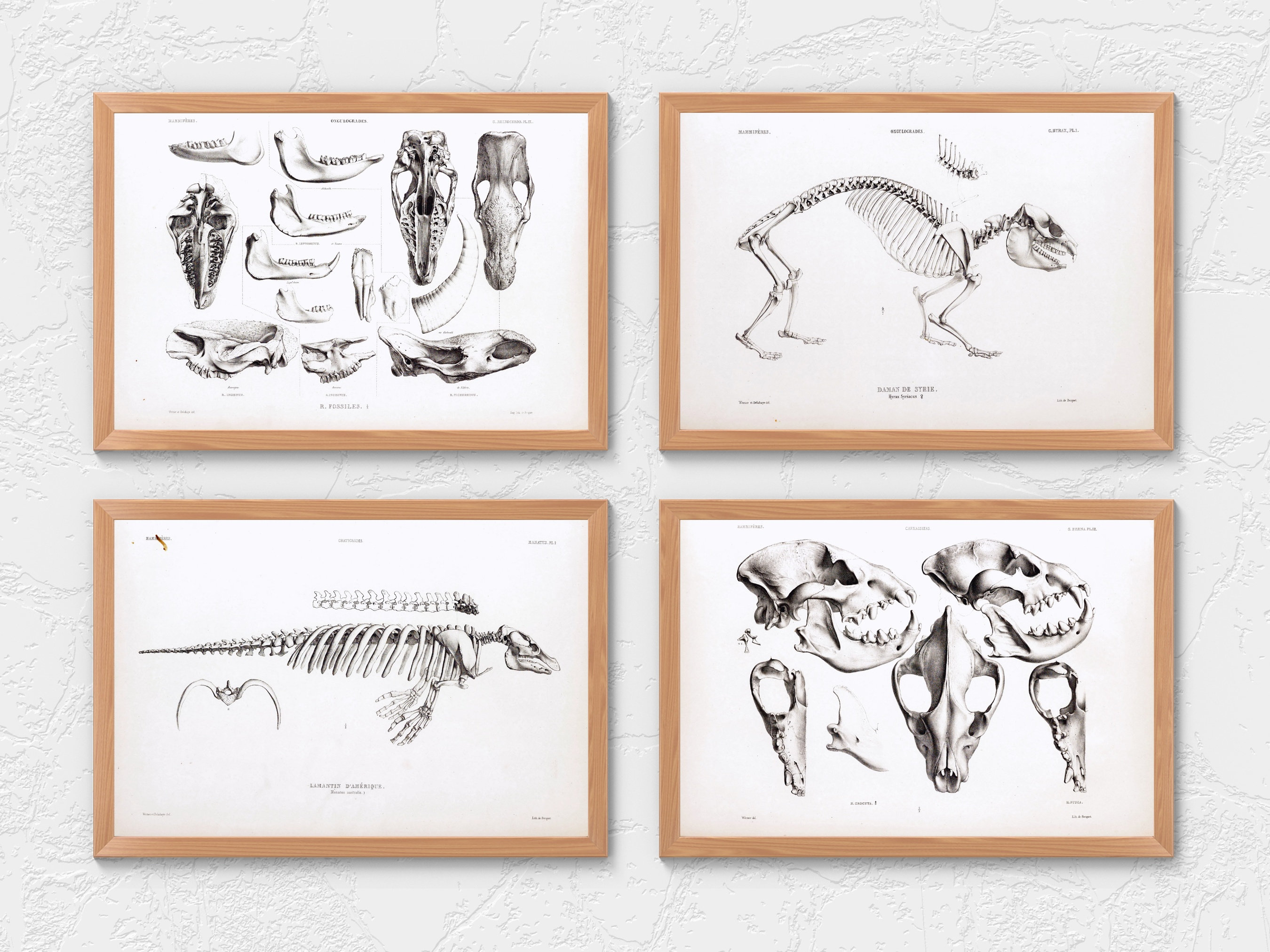 Osteografie Vintage botanatomie 64 HD-illustraties V2| Donkere Academia  dierfossiel skelet botten schedel tekening | Osteologie Wall Art Bundel -  Etsy België, image size:2700x2025