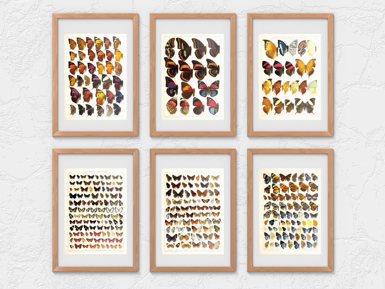 Insect Codex The Largest Butterflies on Earth 96 HD Images V5| Huge Vintage ...