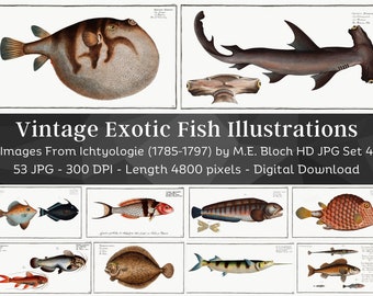 Restored Exotic Fishes from Ichtylogie | 53 HQ Printable Fish Illustrations N4 | Father's Day| Fisherman Home Décor| Fishing Wall Art Bundle