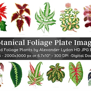 Botanical Foliage Illustration Plates | 116 Botany Leaf Images, Botanical Wall Art Bundle | HQ Vintage Flowers Paintings | Digital Download