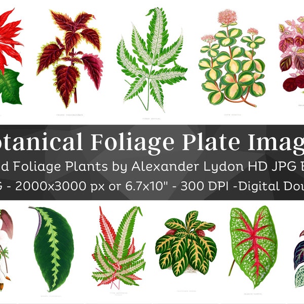 Botanical Foliage Illustration Plates | 116 Botany Leaf Images, Botanical Wall Art Bundle | HQ Vintage Flowers Paintings | Digital Download