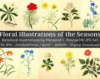 Ilustraciones florales de las estaciones Platos botánicos de flores vintage / 55 ilustraciones botánicas vintage HQ / Libro antiguo Arte de la naturaleza Decoración del hogar