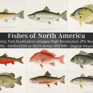 Fish Illustration Plates Fishes of North America| Trout Pike Salmon Bass Bluefish| Fish Painting Coastal Decor Fish Poster| Digital Download