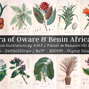 Botanical Plants of Africa Flora of Oware & Benin 59 Illustrations V1 | Stained Yellowed Vintage Herb, Flower Images | Nature Art Home Decor