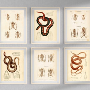 May include: Six vintage illustrations of snakes, with detailed anatomical drawings of their skeletons and internal organs. The illustrations are in black and white with some red and brown accents.