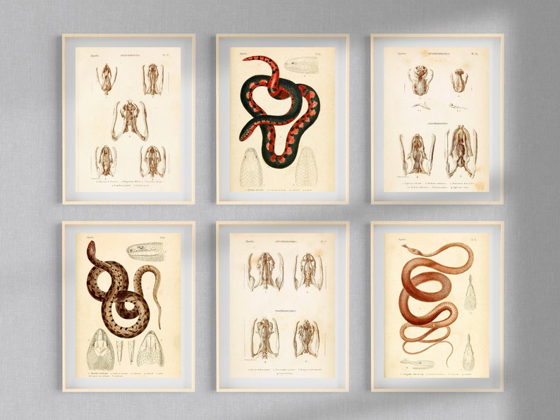 May include: Six vintage illustrations of snakes, with detailed anatomical drawings of their skeletons and internal organs. The illustrations are in black and white with some red and brown accents.