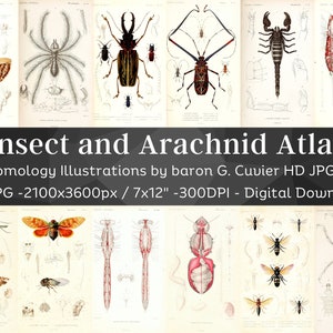 Insekten und Arachnid Atlas Entomologie 94 HD Bilder| Käfer Anatomie Zeichnungen| Natur Raumdeko Spinne Dekor Bugology Wall Art Bundle