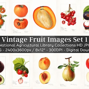Vintage Fruit Watercolor Image Set 1/ 71 Illustrazioni botaniche HQ / Mela Arancia Ciliegia Prugna Avocado Banana Mango Pera Fragola Cachi