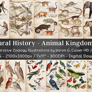 Storia naturale 75 immagini HD Animale Uccello Vecchio Folio Illustrazioni / Cabina, Lodge Wall Art Bundle / Card Making, Clip Art, Digital Paper Craft
